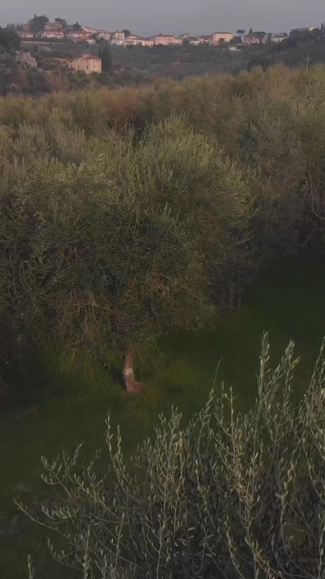 Rosemary Infused Extra Virgin Olive Oil 375ml