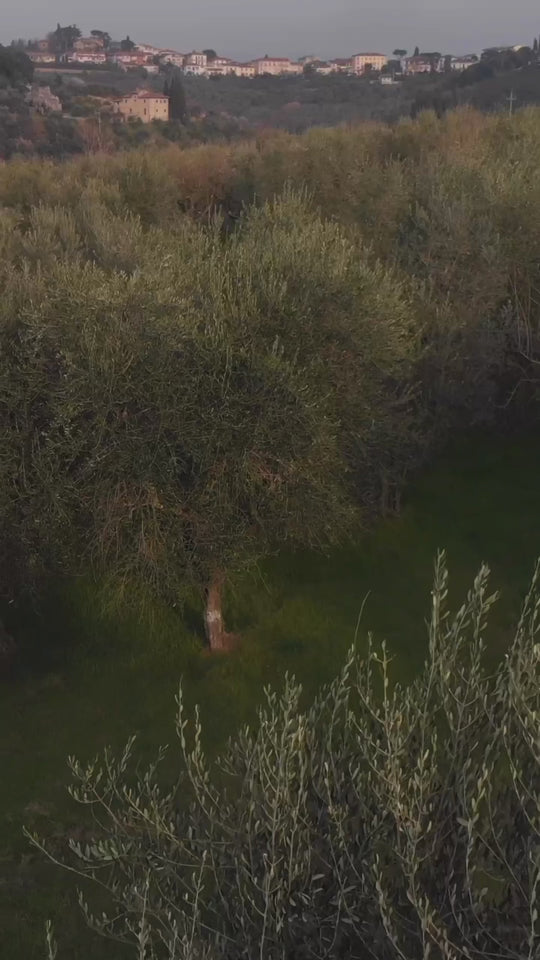 Rosemary Infused Extra Virgin Olive Oil 375ml